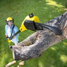 Best Lawn Renovation and Restoration  in Horizon City, TX