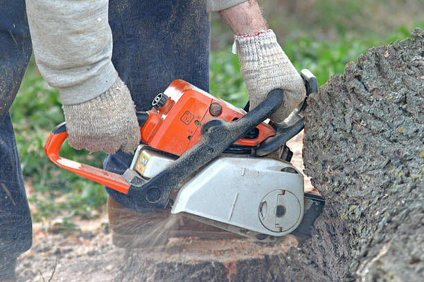 Best Fruit Tree Pruning  in Horizon City, TX