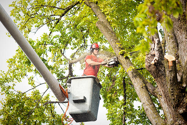 Best Commercial Tree Services  in Horizon City, TX