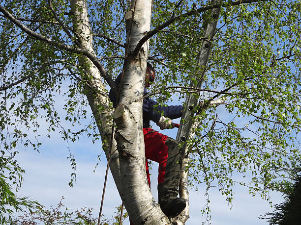 Best Tree Removal  in Horizon City, TX