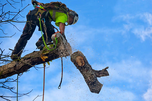 Tree and Shrub Care in Horizon City, TX